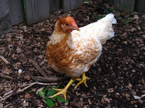 A pullet. The simile connecting the workers' wives to clucking pullets is one of Wright's most striking images in the poem. (Photo: Linda N. on Wikipedia commons via Flickr).